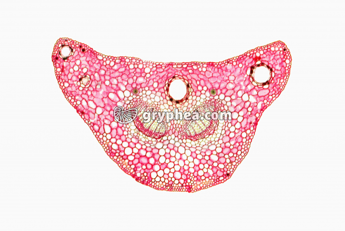 Feuille de Pin (Aiguille) CT x10 - gryphea.com